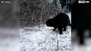 Gatto vede la neve per la prima volta