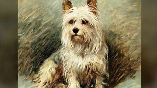 12 Fun and Furry Facts on the Yorkie | Rare Animals