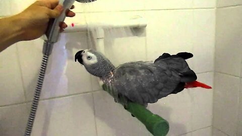 parrot take a bath clipart