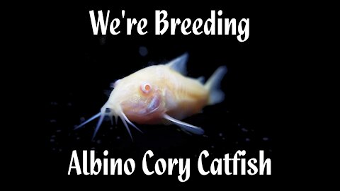 Pondscape - 2021 - We're Breeding Albino Cory Catfish [hd 720p]