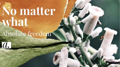 No matter what | Absolute freedom | amihai.substack.com | Art of Now