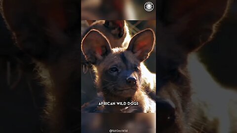 African Wild Dog 🐕 Cute Killers of the Savannah!