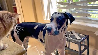 Cat shocked at Great Dane's "renovation" of kitchen blinds