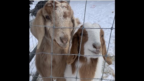 Beautiful Boer Goats on a Snowy Morning