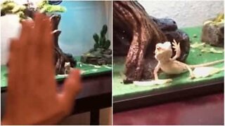 This lizard waves back to his human