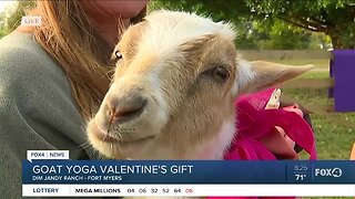 Goat yoga gifting for Valentine's Day