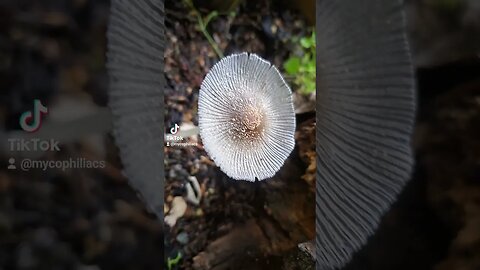 Beautiful Mushrooms Short Life Span #mushrooms