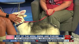 Pet of the week: Husky German Shepard mixed puppy Phoebe looking for home