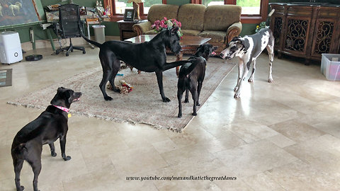 Pouncing and Bouncing Great Danes Play Tag With Dog Friends