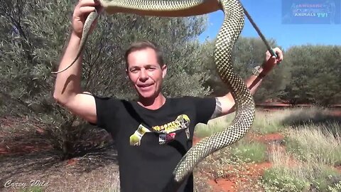 Australia's MOST DANGEROUS SNAKES! 😱🐍🔥 #venomous #snakes #herping #animals