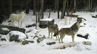 360: The differing perspectives on Wisconsin's wolf hunt
