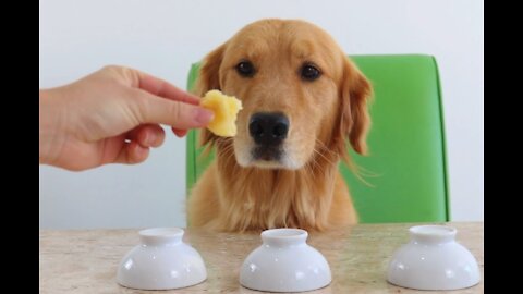 Where Is The Snack? | Testing My Dogs' Intelligence