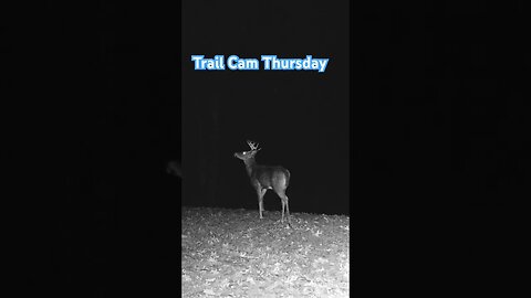 Trail Cam Thursday B #deer #buck #bigbuck #prepperboss