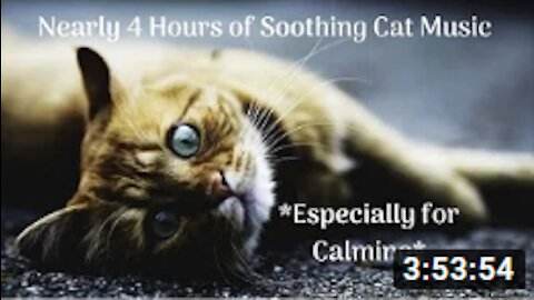 06 - Soothing Cat Relaxation Music, especially for Calming and Sleep