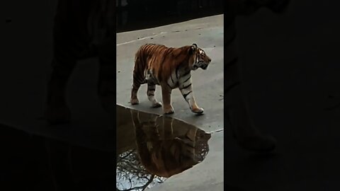 Tiger 🐅 is walking around at Zoo Berlin