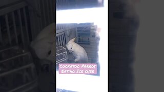 Watch this Cockatoo Parrot Eat an Ice Cube! #cockatoo #parrot #icecube