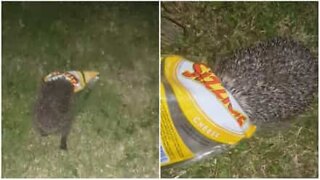Hedgehog goes for chips...head first!