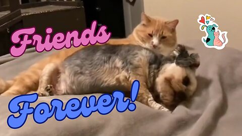 Friends forever! (Cats Series 2)