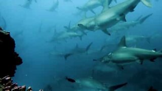 Dozens of hammerhead sharks struggle against the current