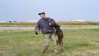 02/03/2021 Military Working Dog Controlled Aggression - broll