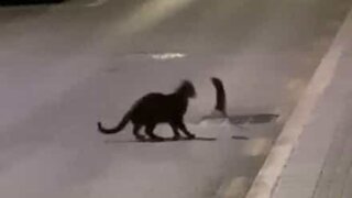 Luta entre gato e rato ninja captada em Espanha