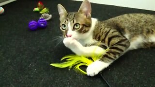 Funny Kitten Loves Playing