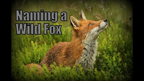 🦊Naming a Wild Urban Fox - How a friendly urban fox came to be called AJAX (not Amsterdam or Troy !)