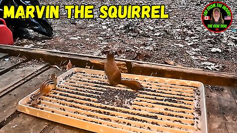 04-09-24 | Red Squirrel And Chipmunk At Feeder, At Winterfell Camp, | Part 2