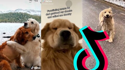 The Best Golden Retriever TikTok Compilation 2021