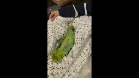 Our parrot, Pistachio