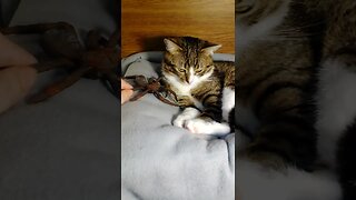 Large Spider Attacks a Little Cat