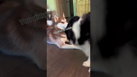 Husky and Aussie Got Beef!!