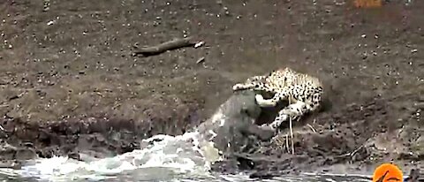 Amazing! Crocodile Catches Cheetah