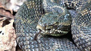 Family & dogs encounter large rattlesnake coiled on trail