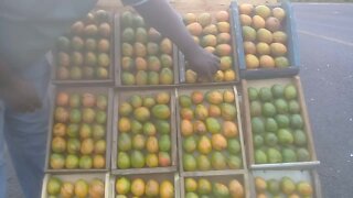 SOUTH AFRICA - Durban - Mango sellers on the freeway (Videos) (ba6)