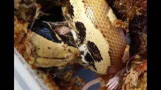 Snake Snack (live feed)