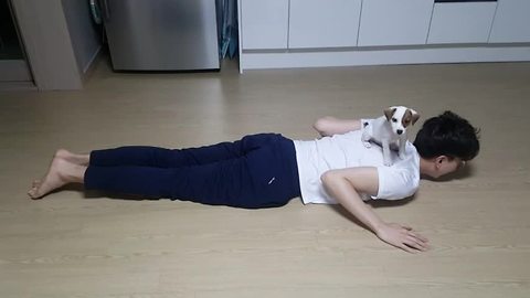 How to exercise with a Jack Russell puppy