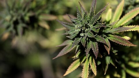 Report: States Shouldn't Bank On Marijuana Tax Revenue