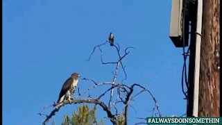 Nature at the Waddlin Farm