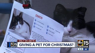 Is a pet on your Christmas list? Questions to ask before giving a pet for Christmas