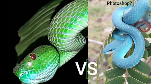 Beautiful Blue & Green Viper Snakes! Your Favorite is? #snakes #vipers #reptiles #animals #coreywild