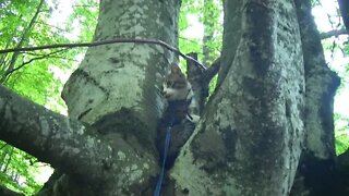 Brave Little Cat Climbs into a Tree