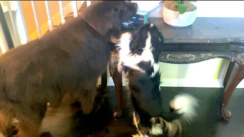 Newfoundland And Cavalier Adorably Compete For Treats