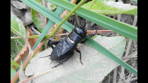 Către greier Au grillon To the cricket aqu24022022 high 1080p