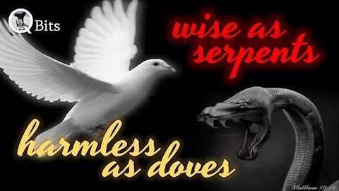 375 // HARMLESS AS DOVES