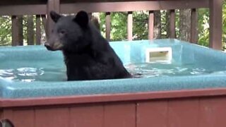 Urso invade jacuzzi para relaxar