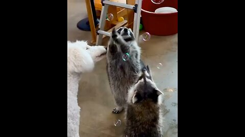 Funny raccoon #funny #animal #funnyanimal