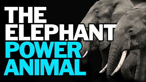 The Elephant Power Animal