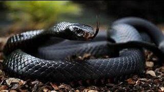 The 10 most dangerous snakes in the world