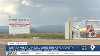 Sierra Vista animal shelter hits capacity, suspends intakes
